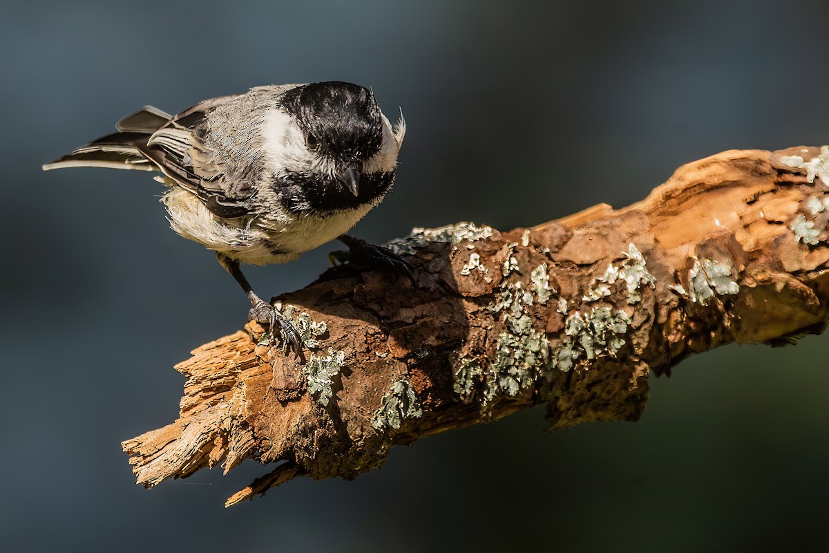 Black-capped Chickadee - ML642176410