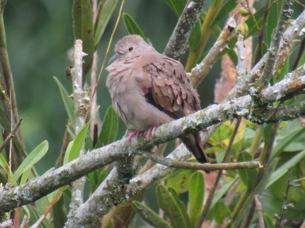Ruddy Ground Dove - ML642176414
