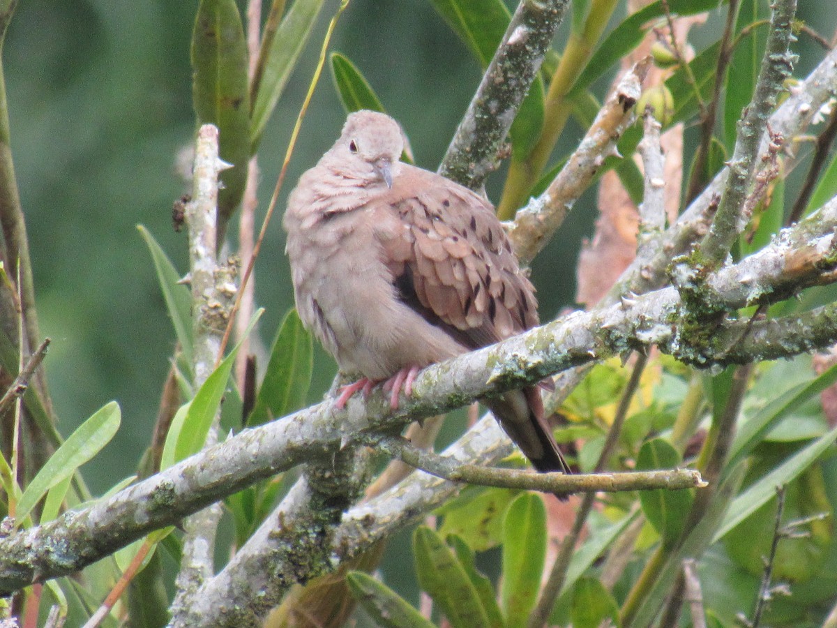 Ruddy Ground Dove - ML642176415
