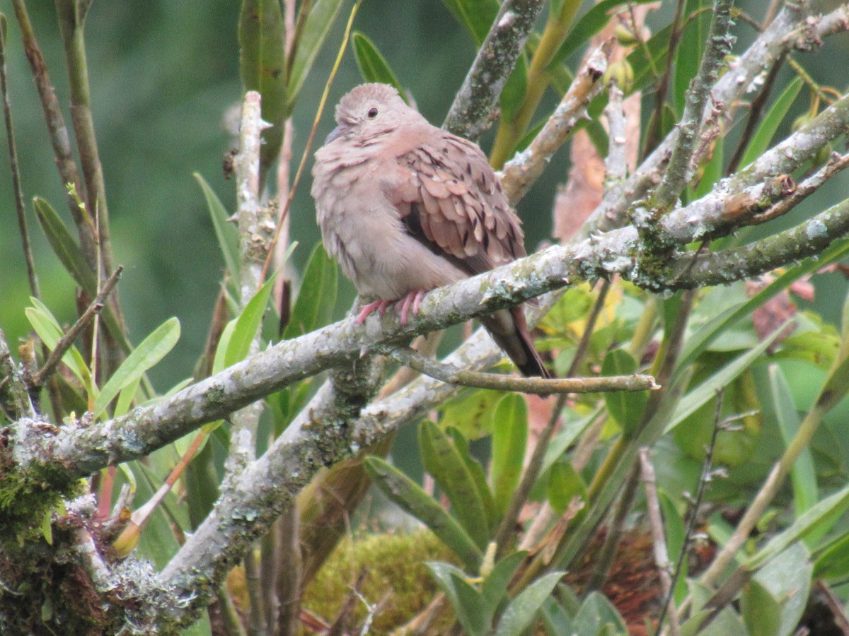 Ruddy Ground Dove - ML642176416