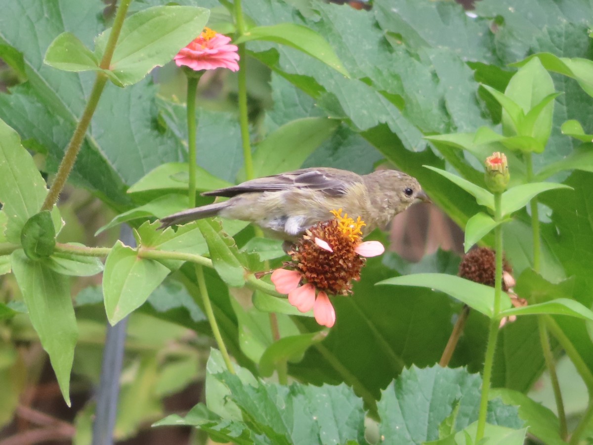 Lesser Goldfinch - ML642176418