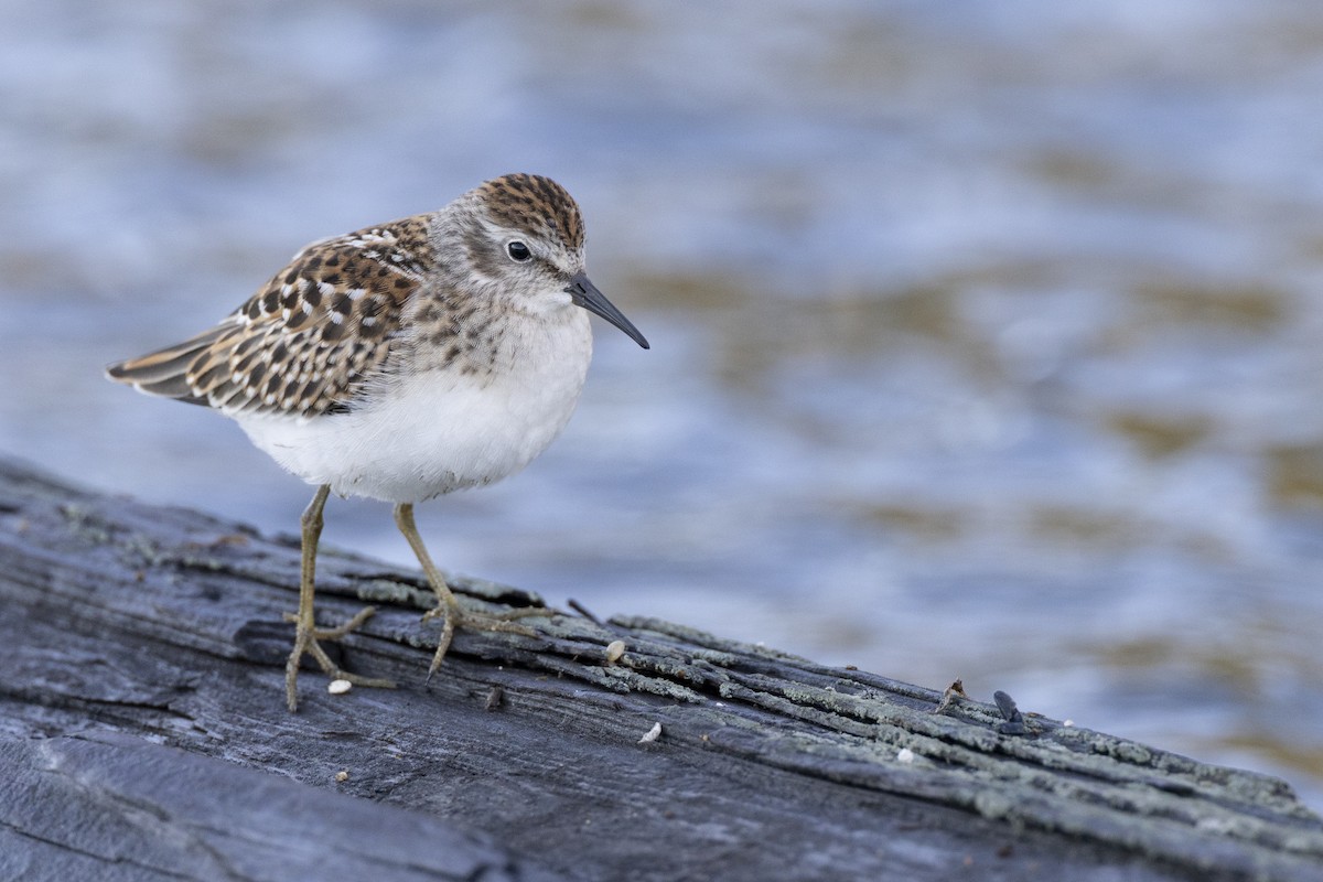 Least Sandpiper - ML642176419