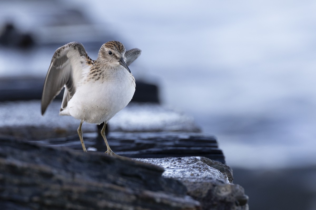 Least Sandpiper - ML642176420