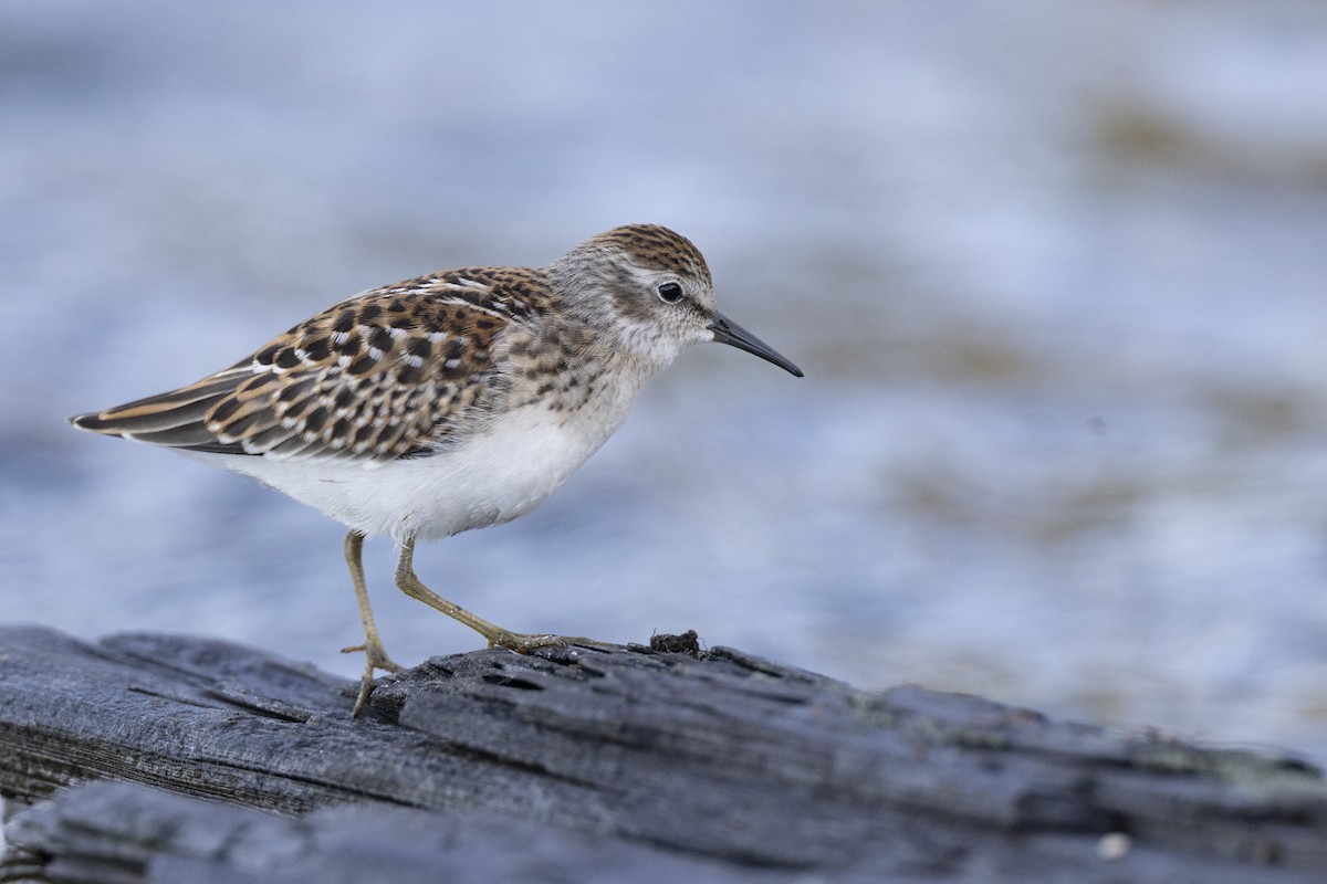Least Sandpiper - ML642176422