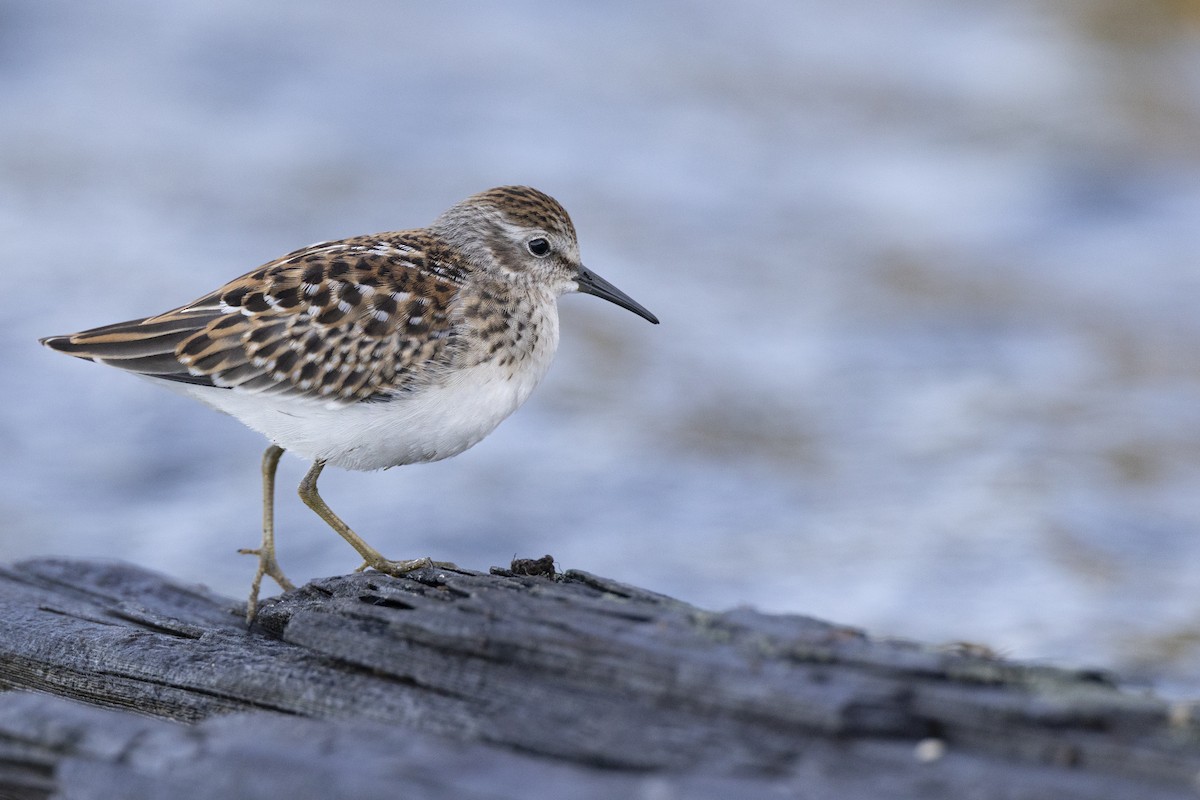 Least Sandpiper - ML642176423
