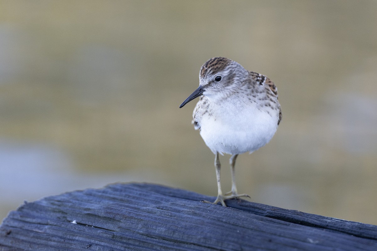 Least Sandpiper - ML642176425