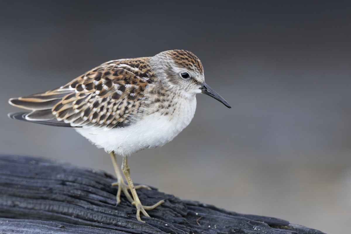 Least Sandpiper - ML642176426