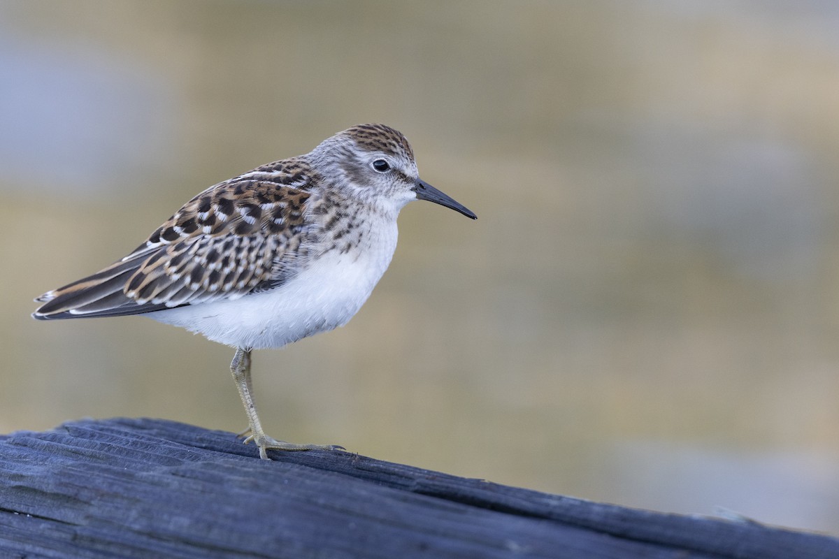 Least Sandpiper - ML642176427