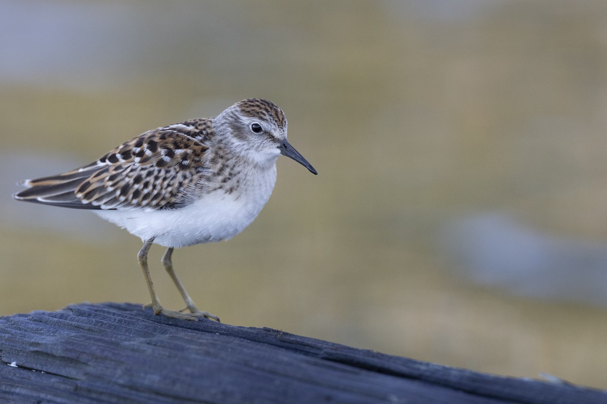 Least Sandpiper - ML642176428