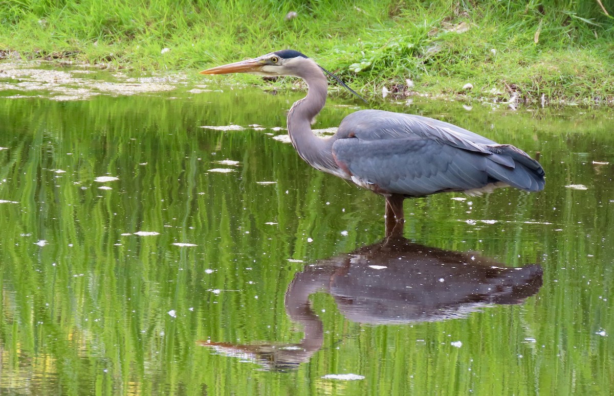 Great Blue Heron - ML642176434