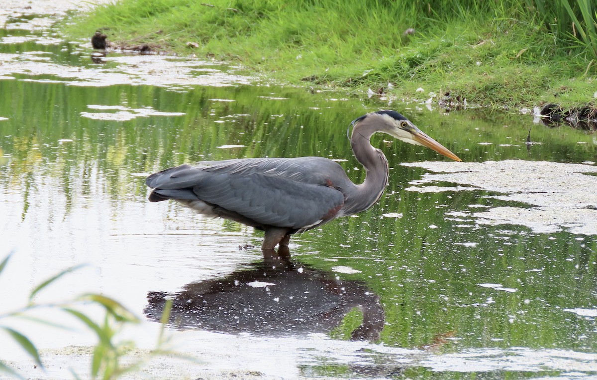 Great Blue Heron - ML642176443