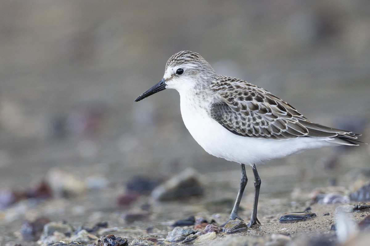 Semipalmated Sandpiper - ML642176471