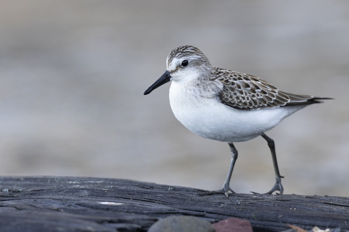 Semipalmated Sandpiper - ML642176473