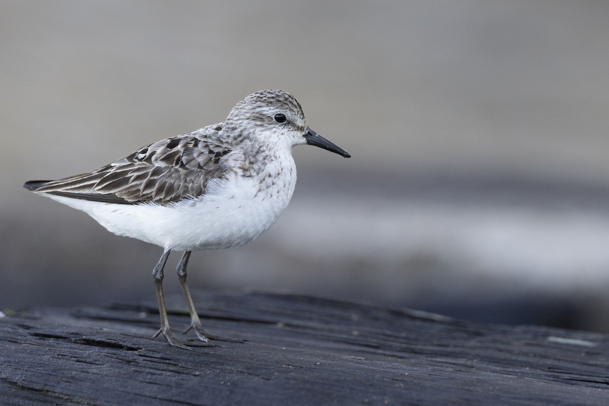 Semipalmated Sandpiper - ML642176475