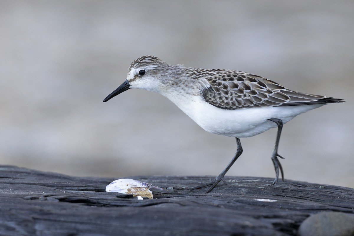 Semipalmated Sandpiper - ML642176476