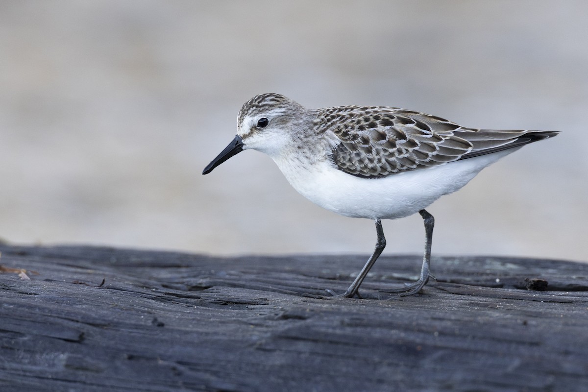 Semipalmated Sandpiper - ML642176477