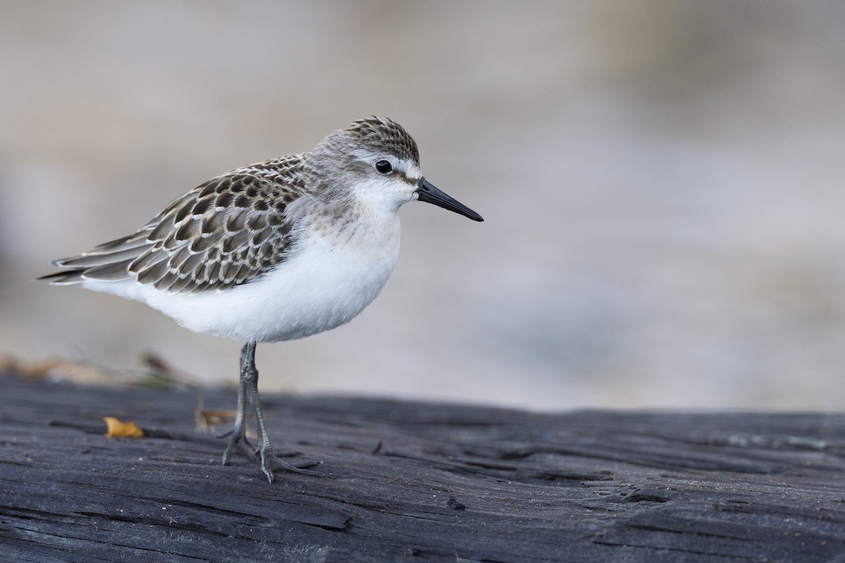 Semipalmated Sandpiper - ML642176478