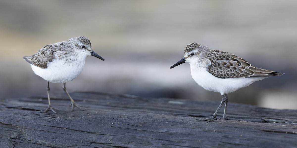 Semipalmated Sandpiper - ML642176479