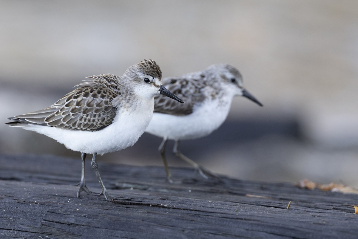 Semipalmated Sandpiper - ML642176480