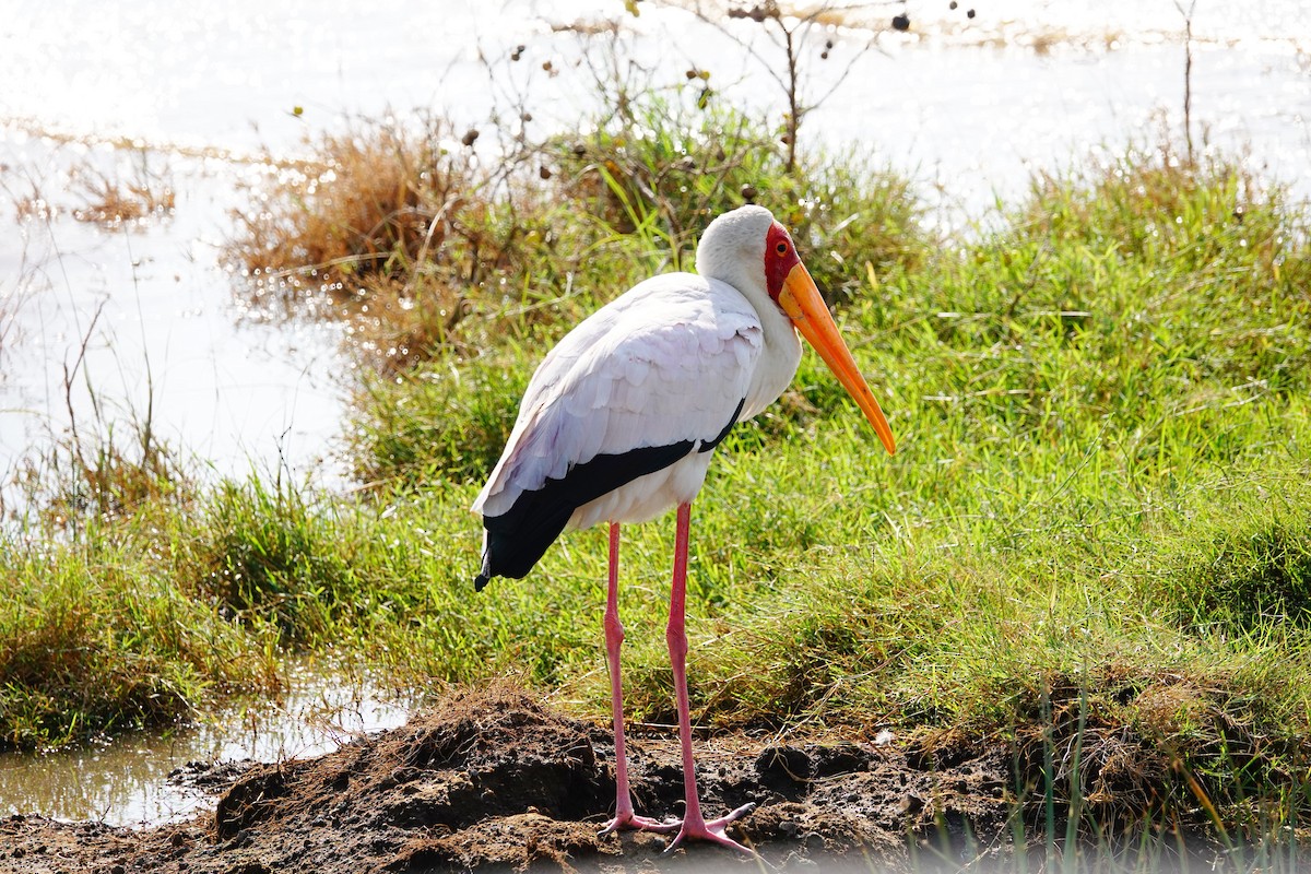 Yellow-billed Stork - ML642176493