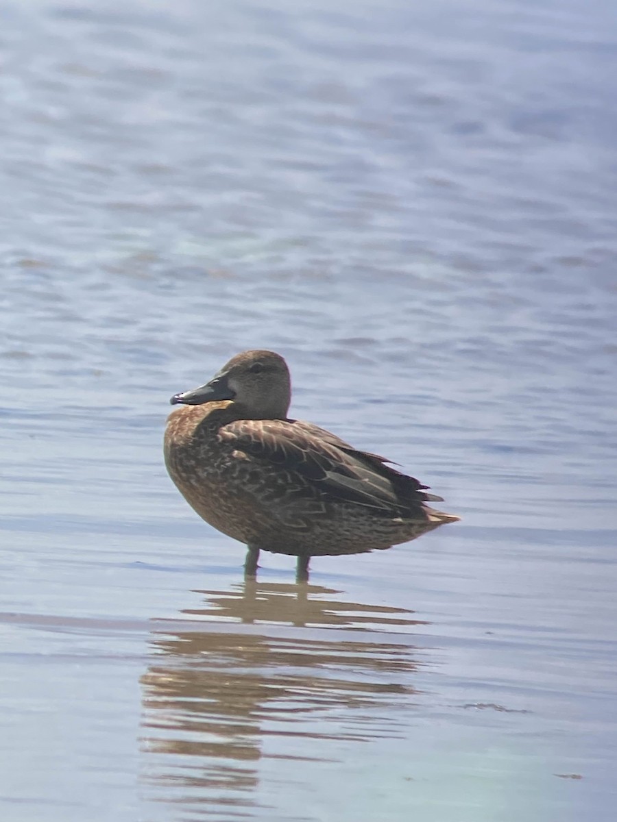 Blue-winged/Cinnamon Teal - ML642176496