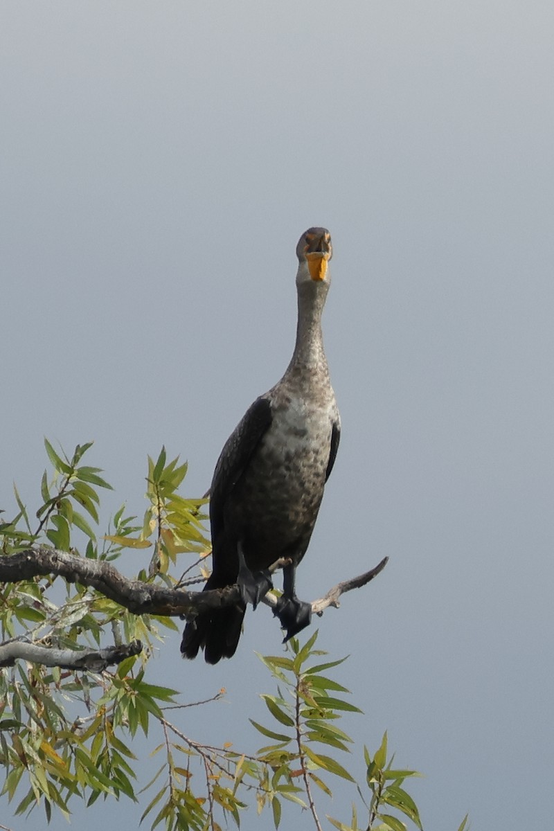 Double-crested Cormorant - ML642176502