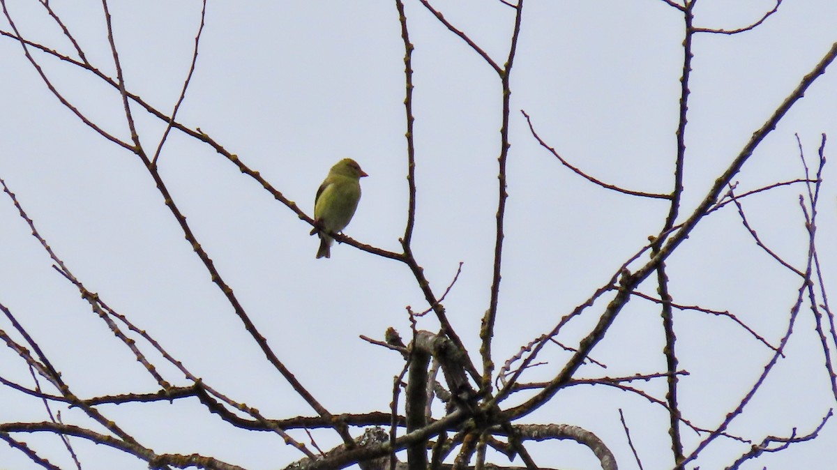 American Goldfinch - ML642176509