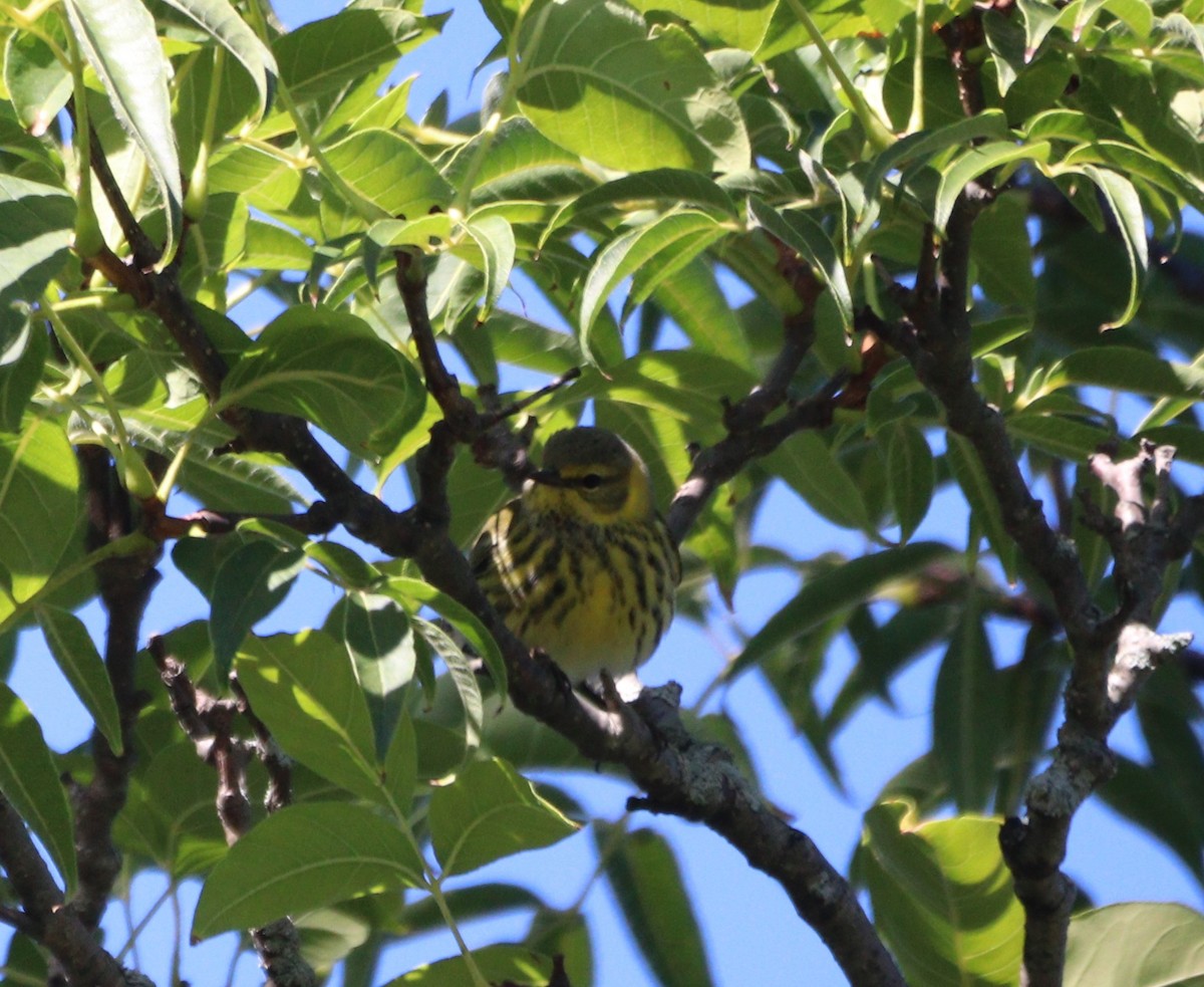 Cape May Warbler - ML642176522