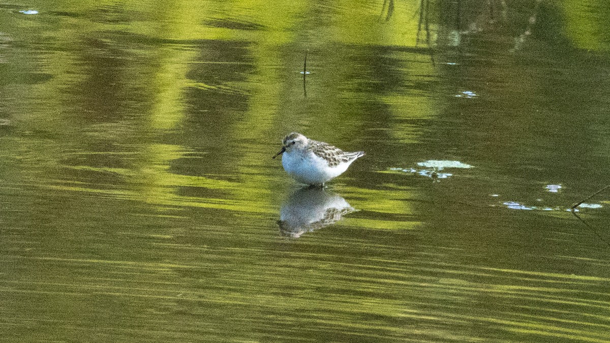Semipalmated Sandpiper - ML642176524