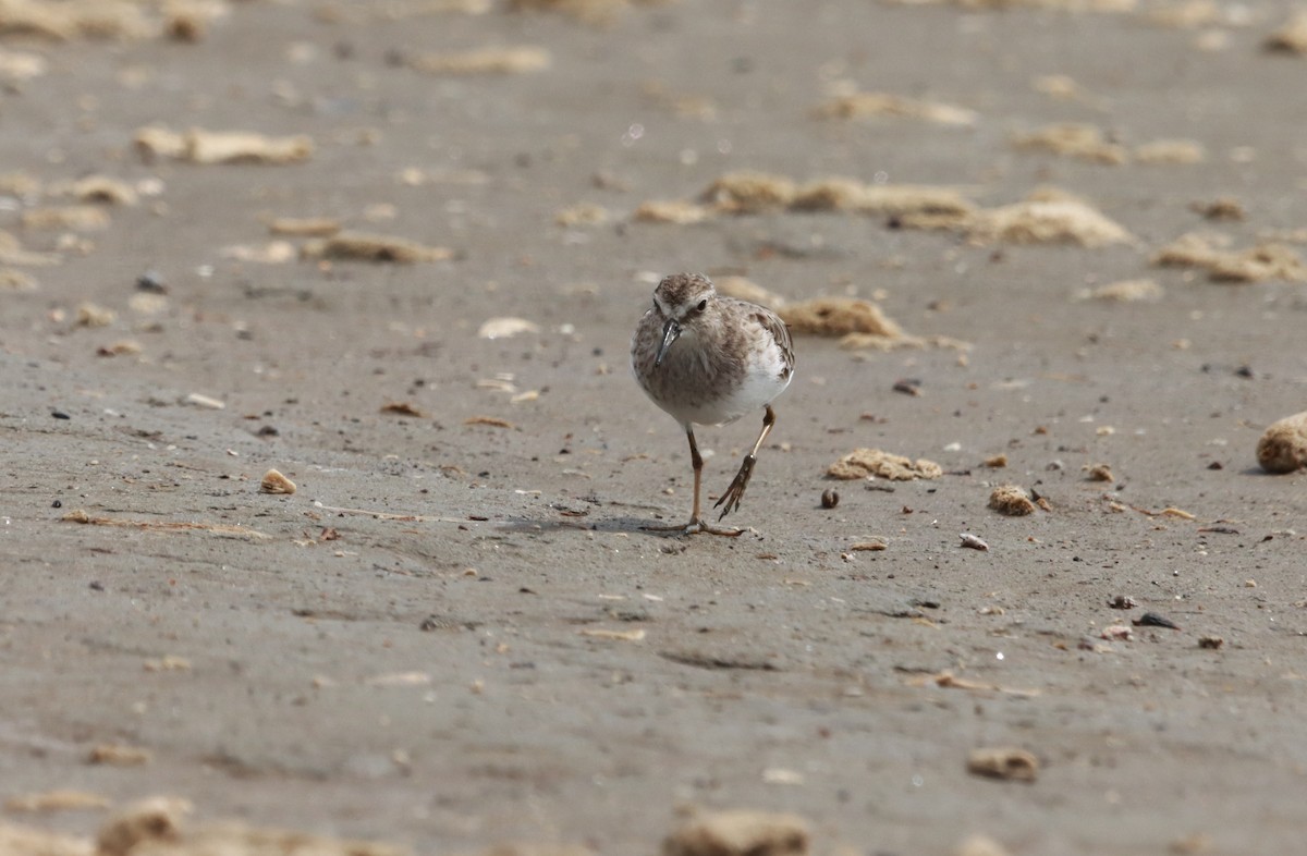 Least Sandpiper - ML642176529
