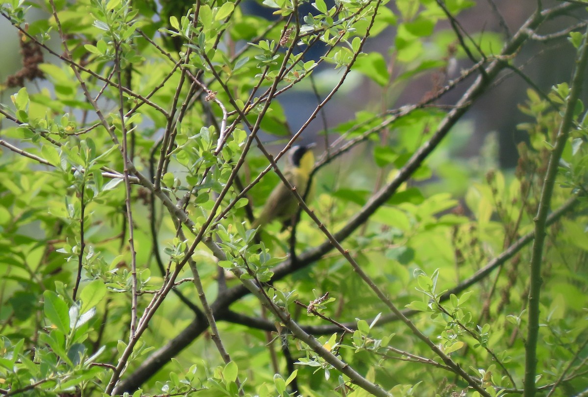 Common Yellowthroat - ML642176536