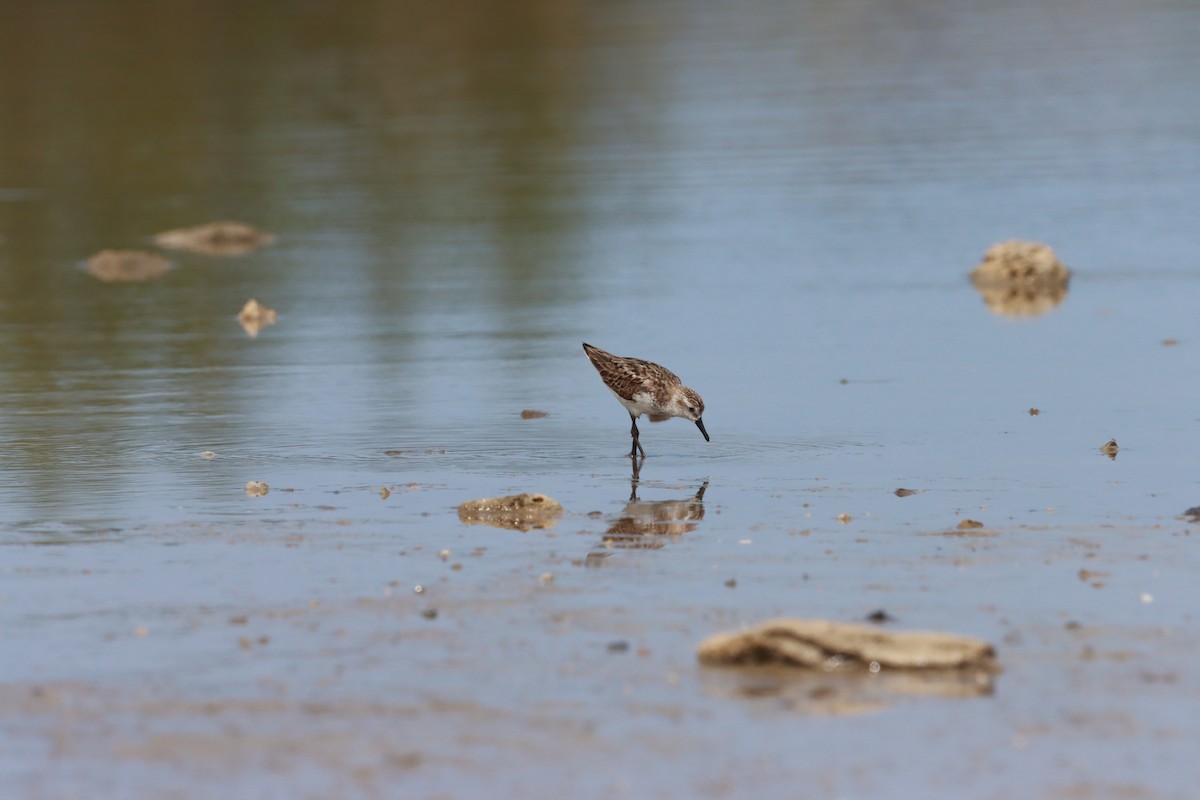 Semipalmated Sandpiper - ML642176538