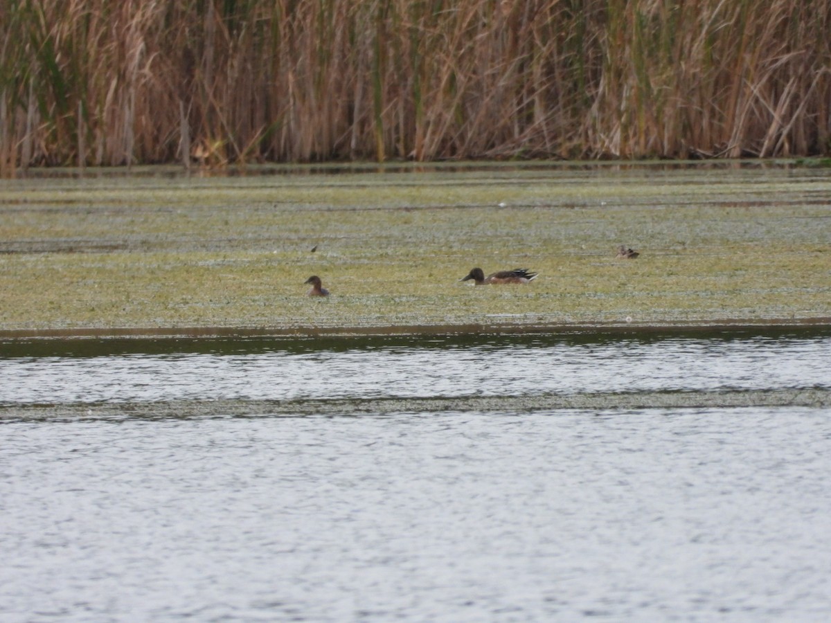 Northern Shoveler - ML642176547