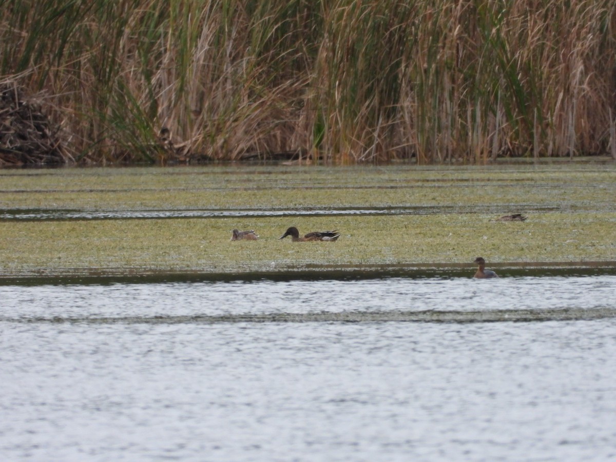 Northern Shoveler - ML642176548