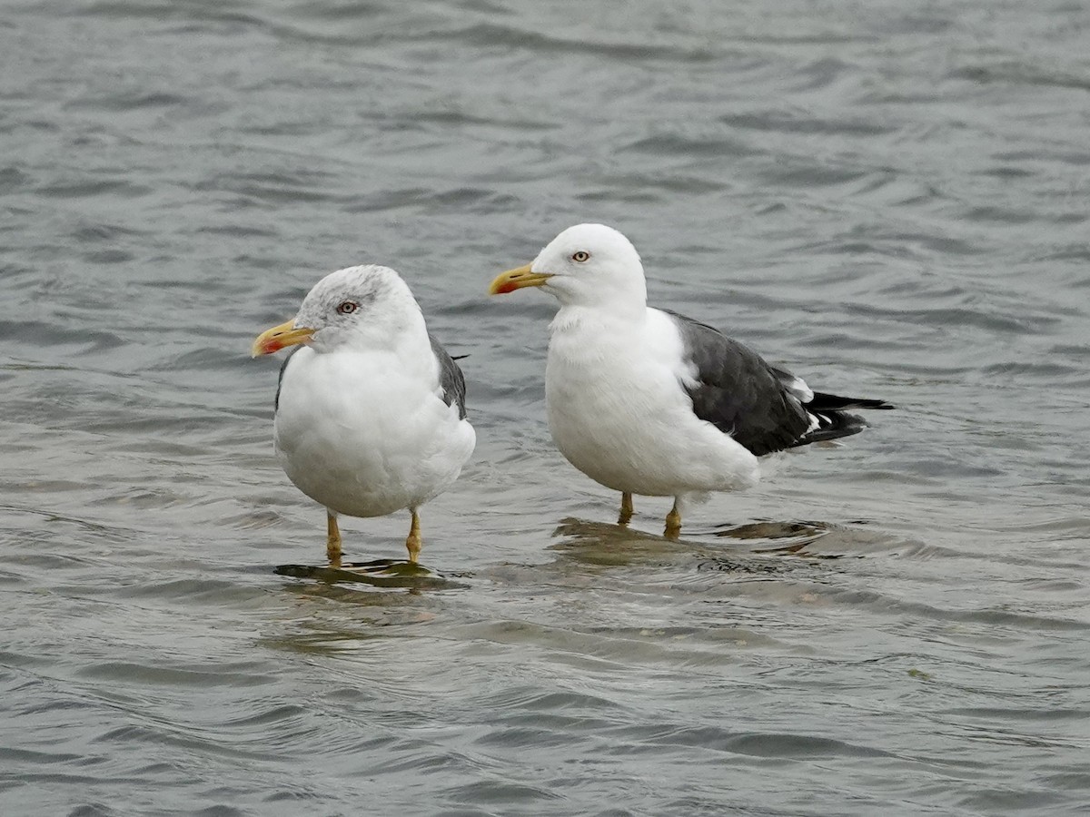 Lesser Black-backed Gull - ML642176559
