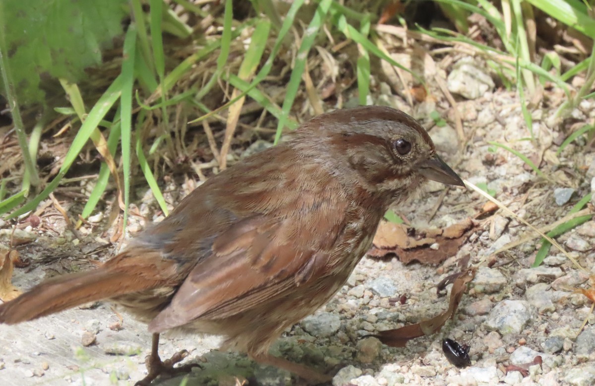 Song Sparrow - ML642176565