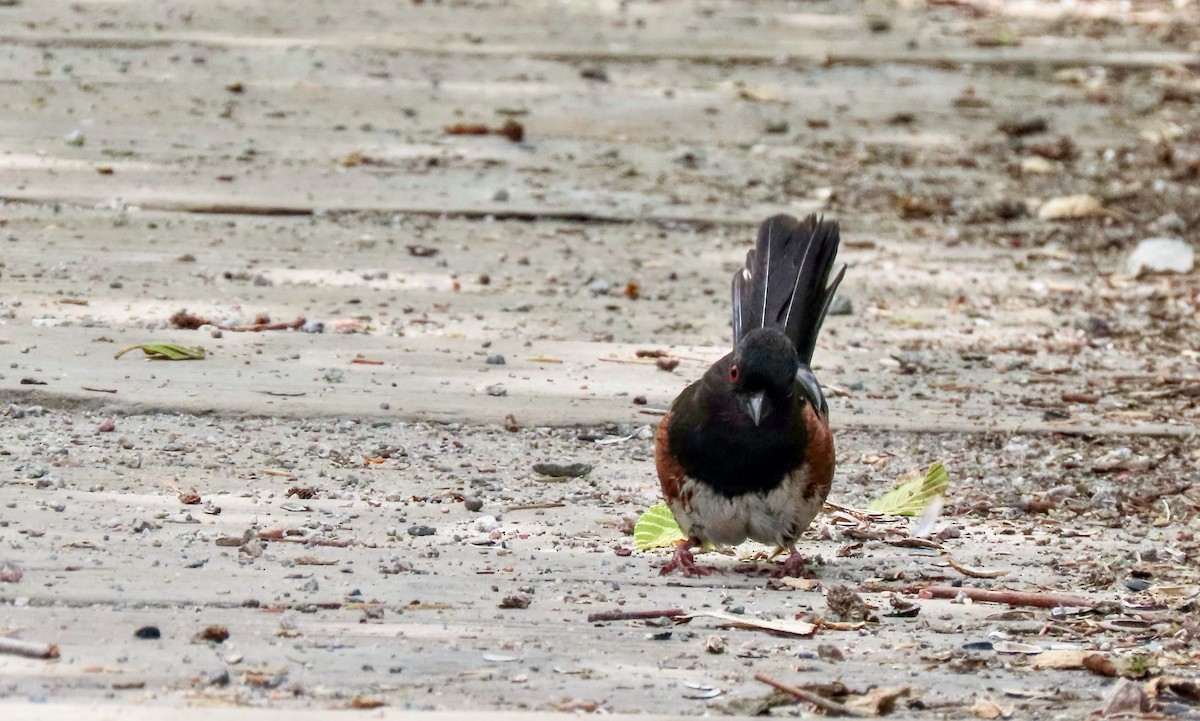 Spotted Towhee - ML642176583