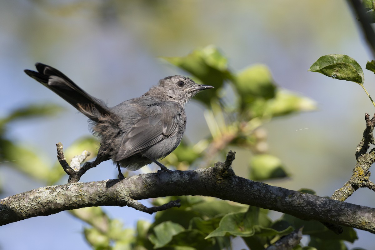 Gray Catbird - ML642176586