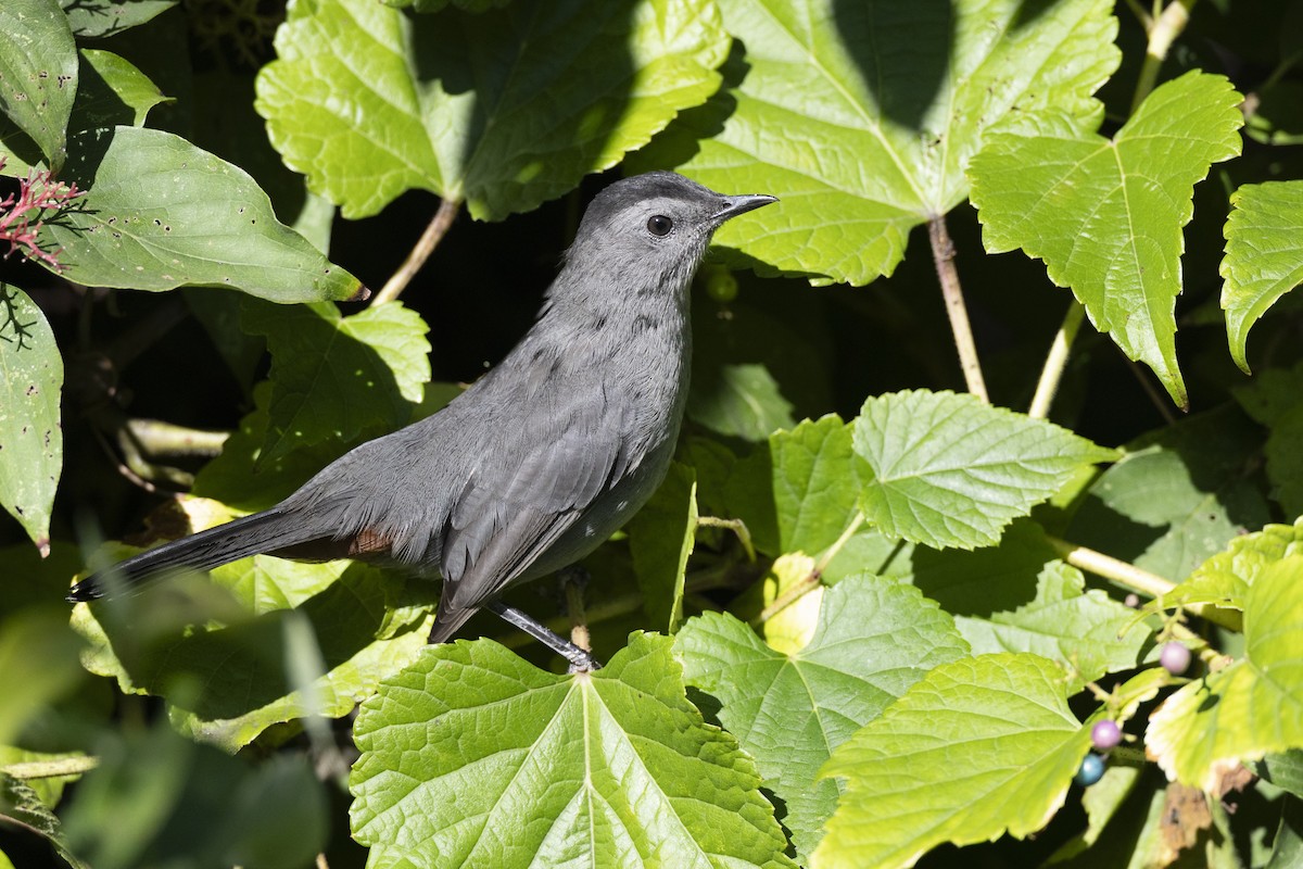 Gray Catbird - ML642176587