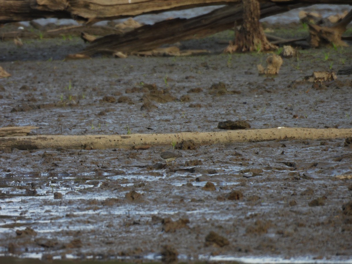 Spotted Sandpiper - ML642176592