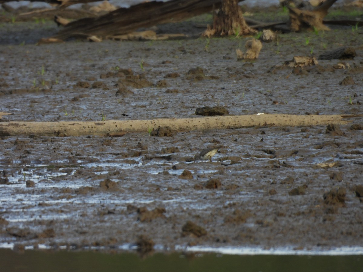 Spotted Sandpiper - ML642176593