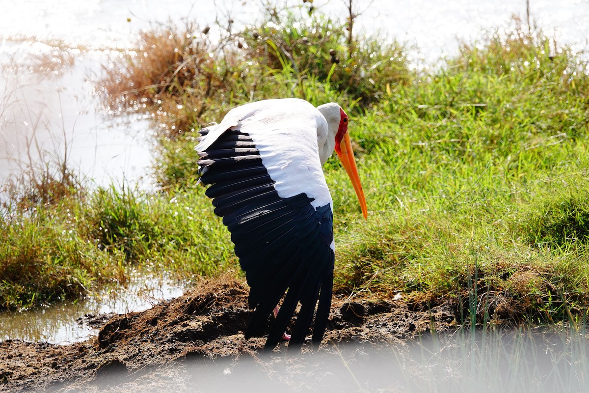 Yellow-billed Stork - ML642176595