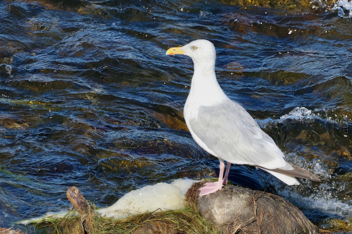 American Herring Gull - ML642176614