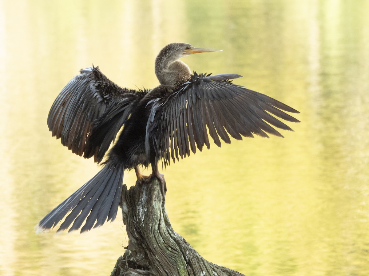 Anhinga - ML642176627