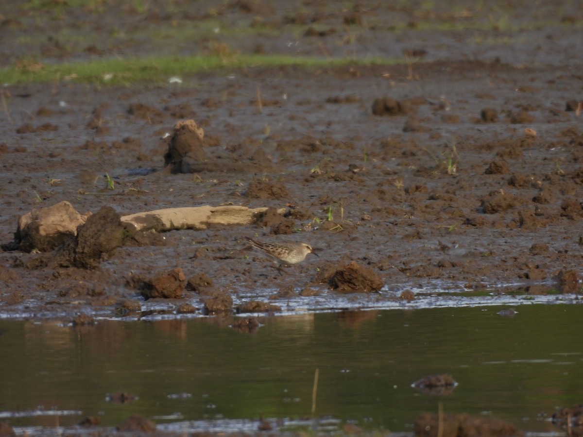 White-rumped Sandpiper - ML642176682