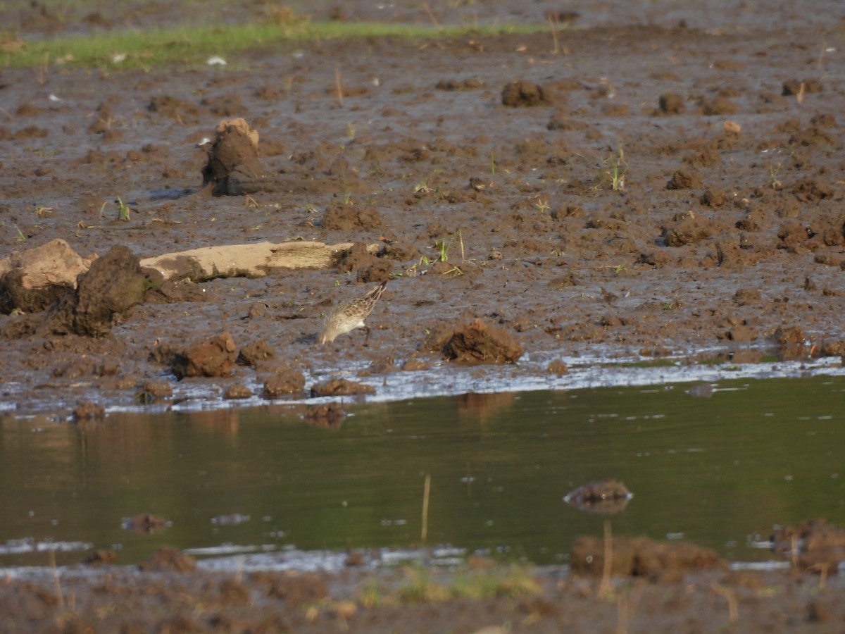 White-rumped Sandpiper - ML642176683