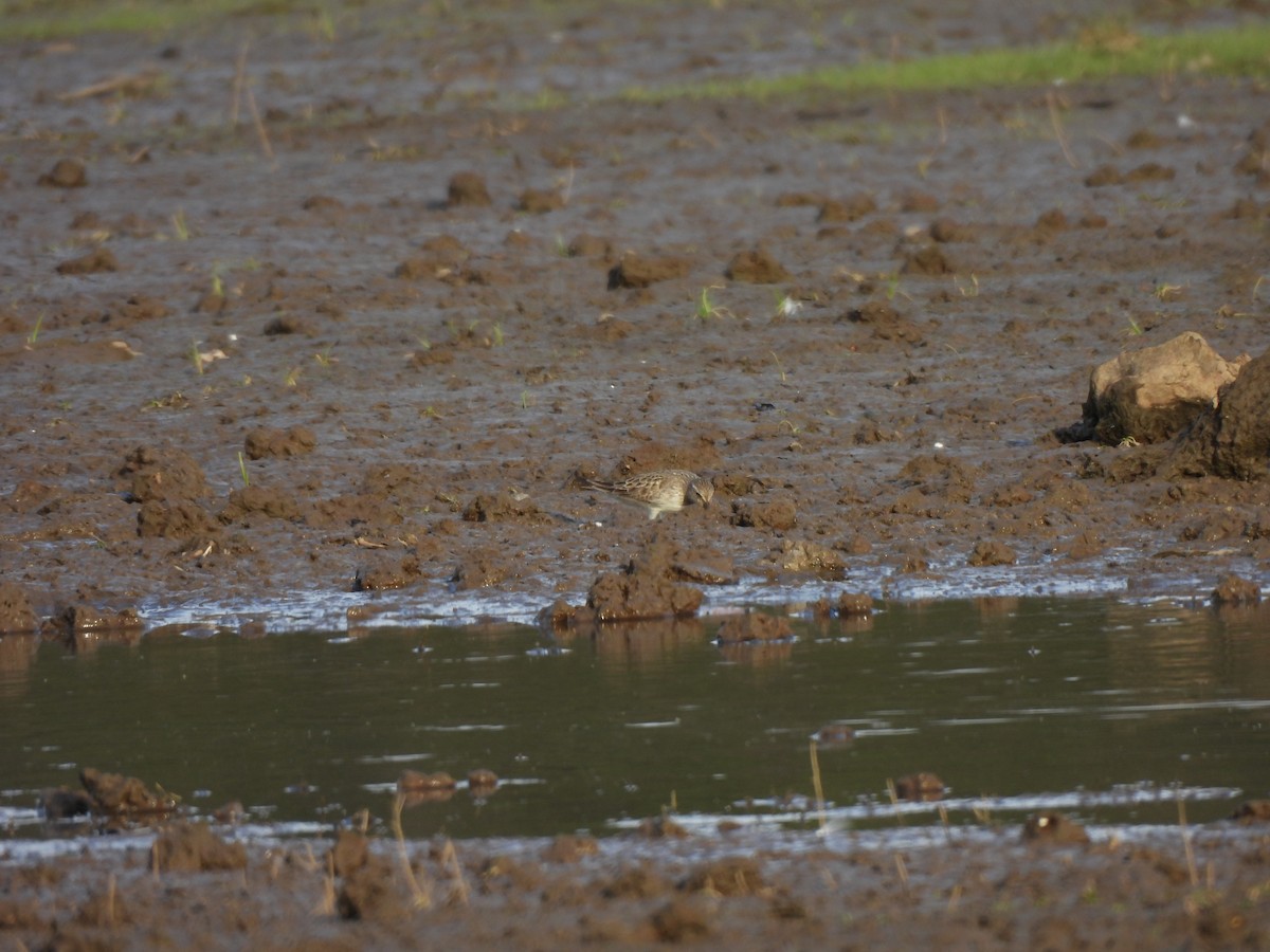 White-rumped Sandpiper - ML642176684