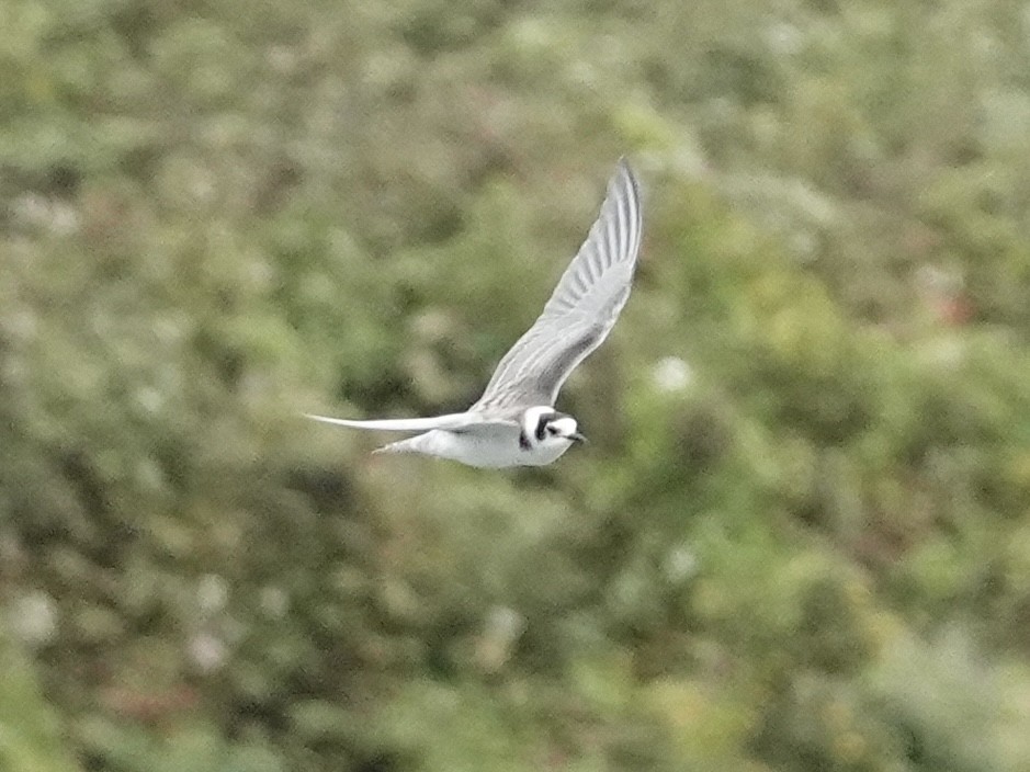Black Tern - ML642176685