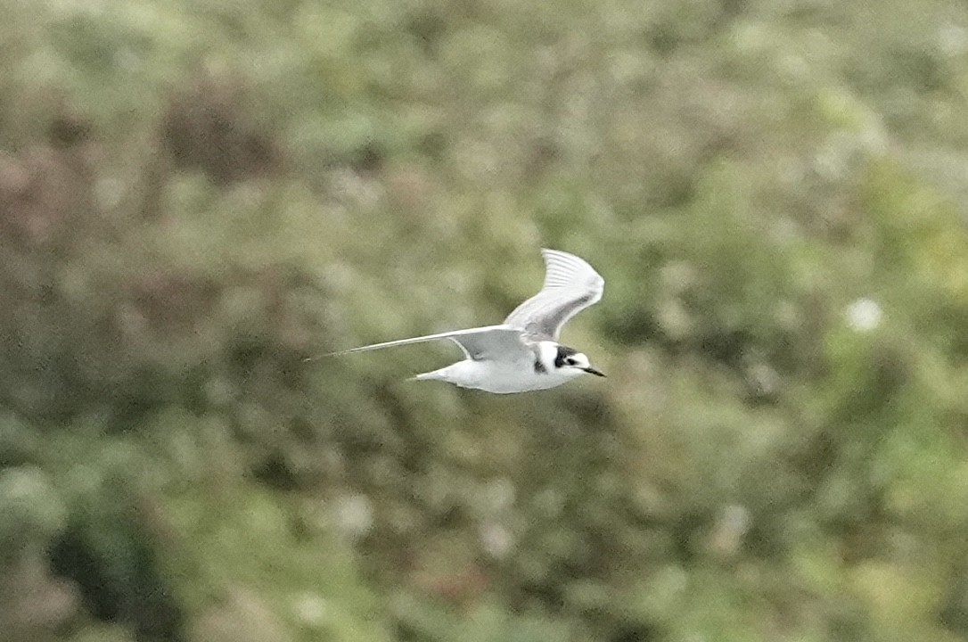 Black Tern - ML642176686