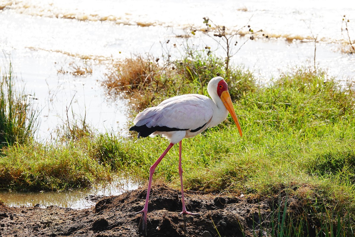 Yellow-billed Stork - ML642176696